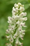 Sierra Corydalis blossoms detail