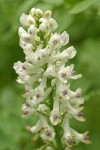 Sierra Corydalis blossoms detail