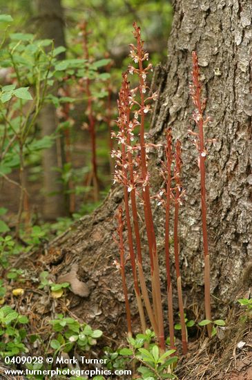 Corallorhiza maculata