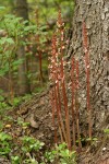 Spotted Coralroot at base of Douglas-fir