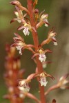 Spotted Coralroot blossoms