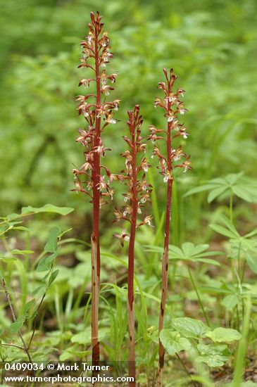 Corallorhiza maculata