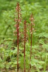 Spotted Coralroot