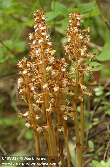 Corallorhiza maculata