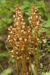 Spotted Coralroot (yellow form)