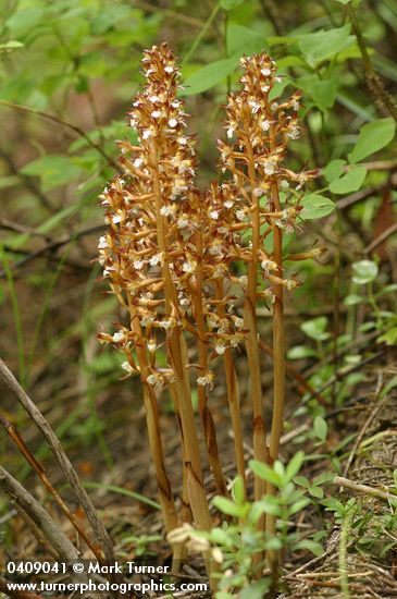 Corallorhiza maculata