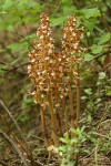 Spotted Coralroot (yellow form)