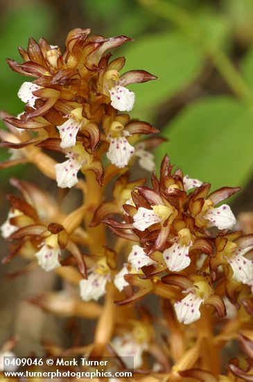 Corallorhiza maculata