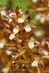 Spotted Coralroot (yellow form) blossoms detail