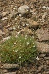 Prickly Sandwort