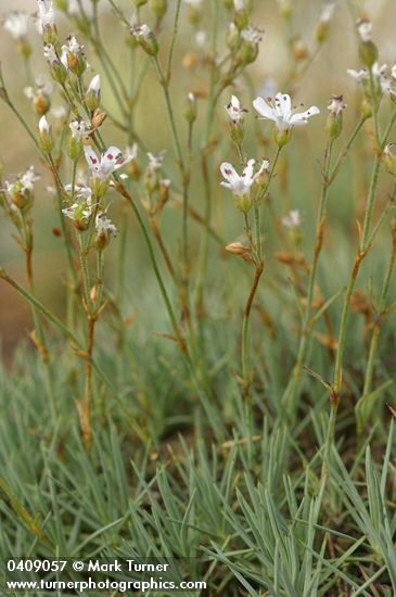 Arenaria aculeata