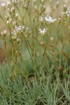 Prickly Sandwort blossoms & foliage