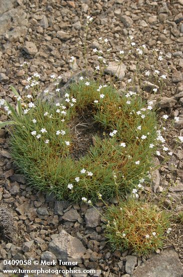 Arenaria aculeata