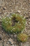 Prickly Sandwort