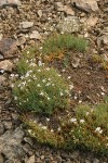 Prickly Sandwort