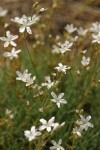 Prickly Sandwort blossoms & foliage detail