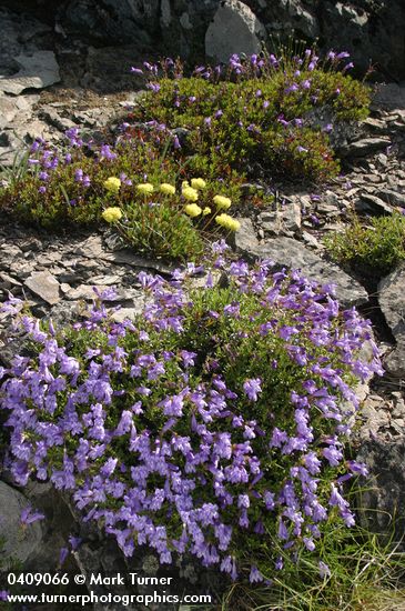 Penstemon fruticosus; Eriogonum umbellatum