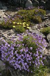 Shrubby Penstemon w/ Sulphur Eriogonum