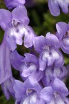 Shrubby Penstemon blossoms detail