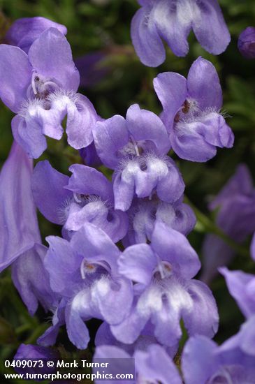 Penstemon fruticosus