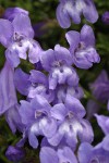 Shrubby Penstemon blossoms detail