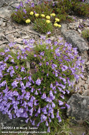 Penstemon fruticosus; Eriogonum umbellatum