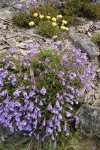 Shrubby Penstemon w/ Sulphur Eriogonum