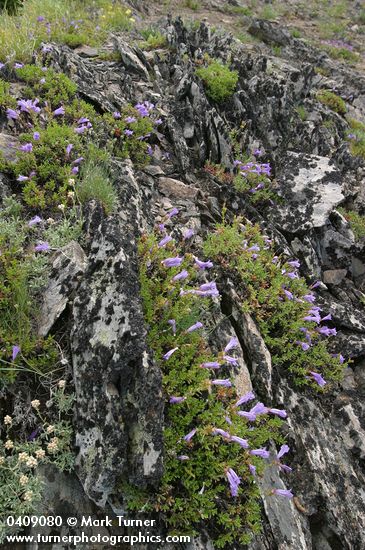 Penstemon fruticosus