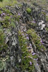 Shrubby Penstemon on rocky ridge