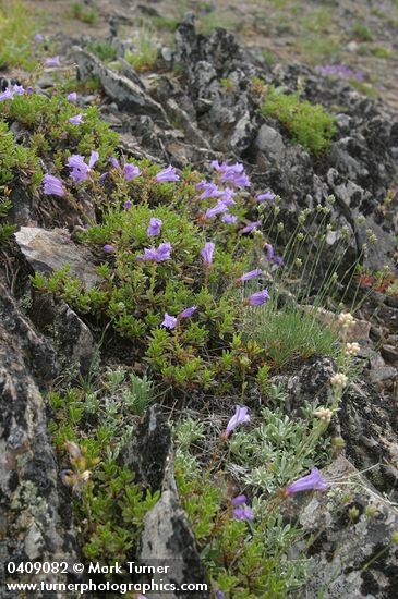 Penstemon fruticosus