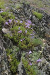 Shrubby Penstemon on rocky ridge