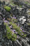 Shrubby Penstemon on rocky ridge