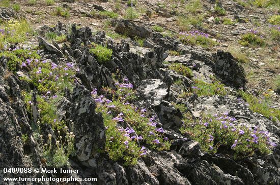 Penstemon fruticosus