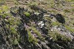 Shrubby Penstemon on rocky ridge