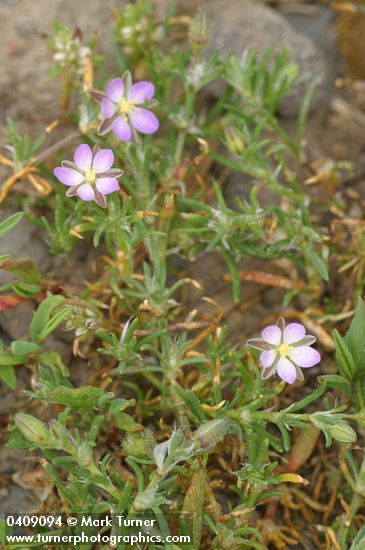 Spergularia rubra