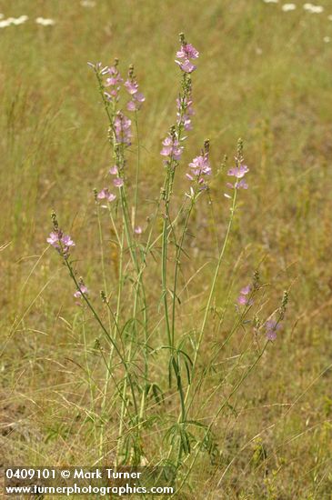 Sidalcea neomexicana