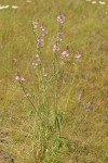 Salt Spring Checkerbloom