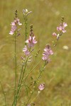 Salt Spring Checkerbloom