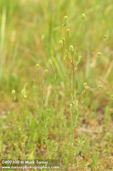 Sanguisorba occidentalis