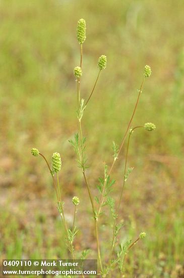 Sanguisorba occidentalis