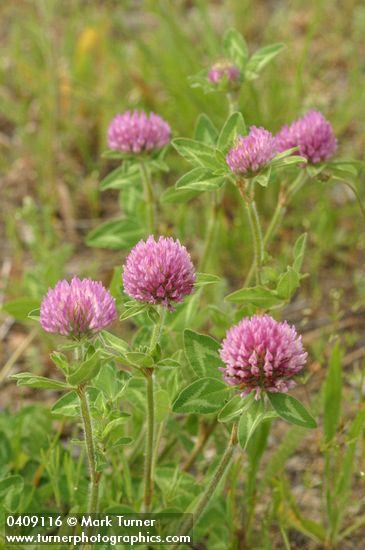 Trifolium pratense