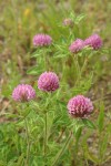 Red Clover