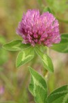 Red Clover blossom & foliage detail