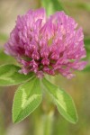 Red Clover blossom & foliage detail