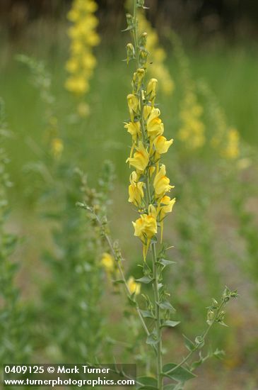 Linaria dalmatica