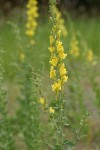 Dalmatian Toadflax