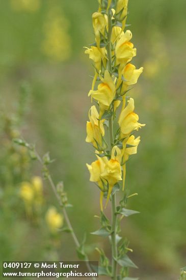 Linaria dalmatica