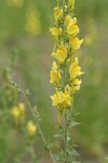 Dalmatian Toadflax