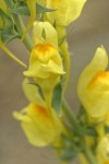 Dalmatian Toadflax blossoms detail