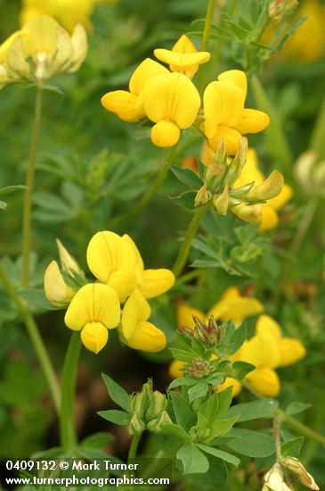 Lotus corniculatus